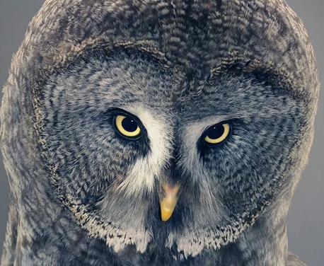 467 Leren van de natuur? Wat zijn dieren toch wijs!